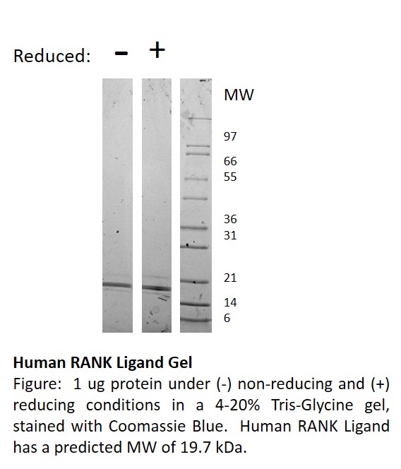 Human RANK Ligand