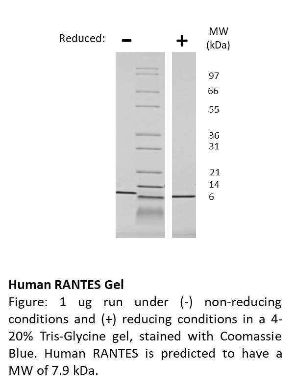 Human RANTES (CCL5)