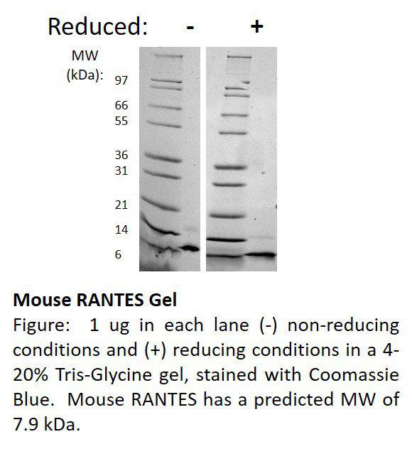 Rat RANTES (CCL5)