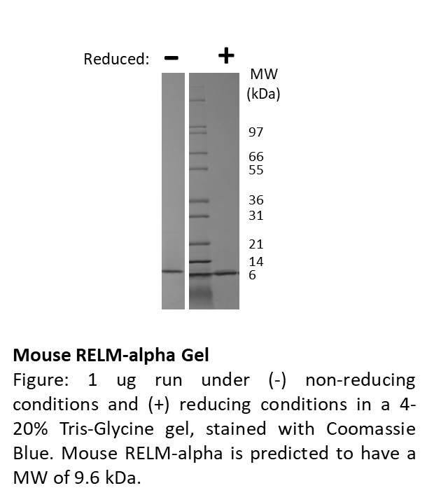 Mouse RELM-alpha