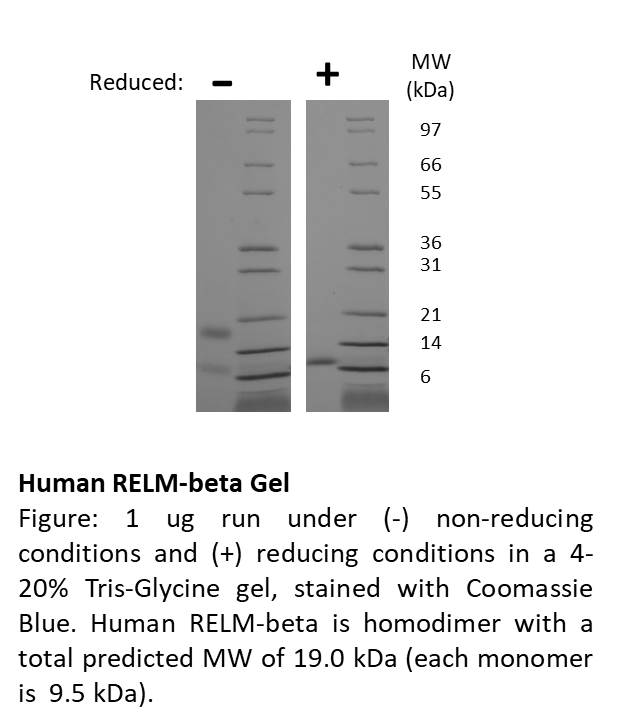 Human RELM-beta