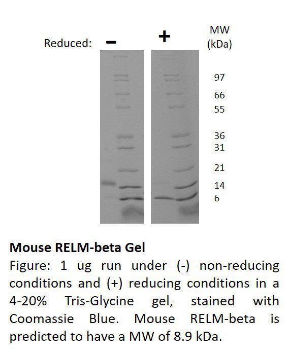 Mouse RELM-beta