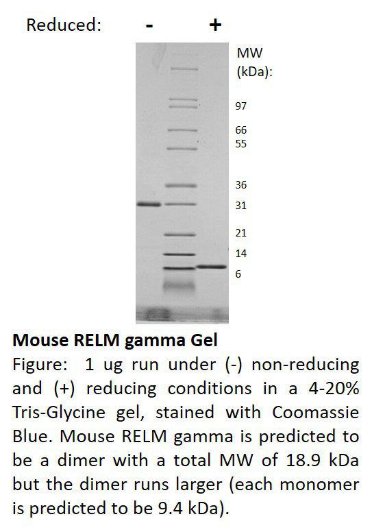 Mouse RELM-gamma