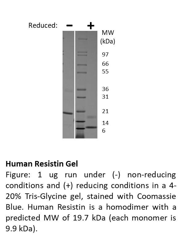 Human Resistin