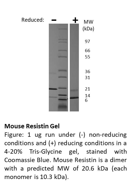 Mouse Resistin