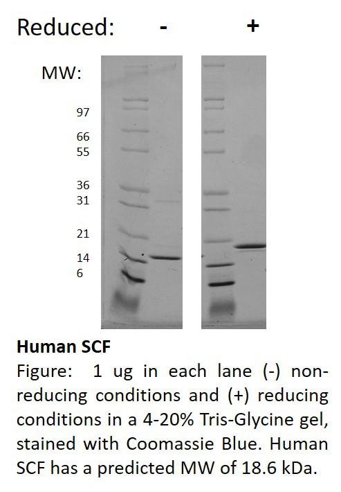 Human Stem Cell Factor