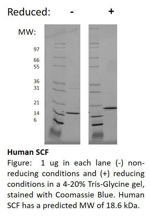 Human Stem Cell Factor (AF)