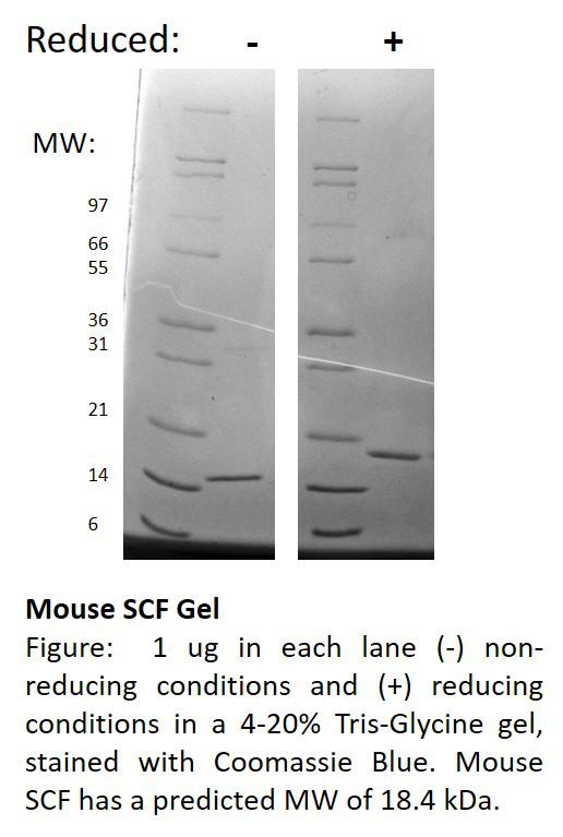 Mouse Stem Cell Factor