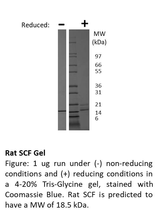 Rat Stem Cell Factor