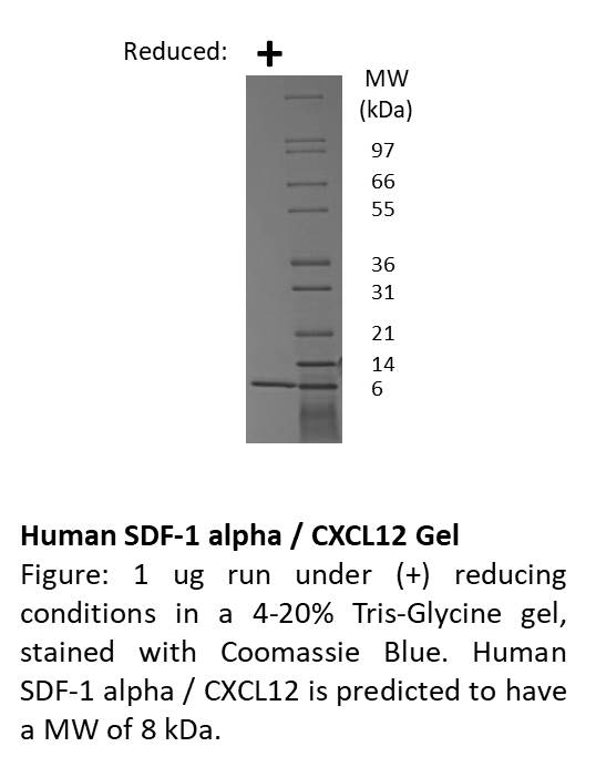 Human Stromal Cell-Derived Factor-1 alpha (CXCL12)