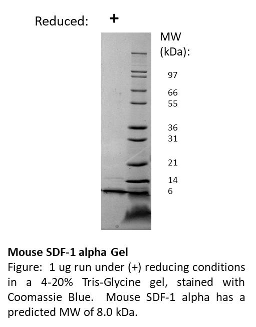 Mouse Stromal Cell-Derived Factor-1 alpha (CXCL12)