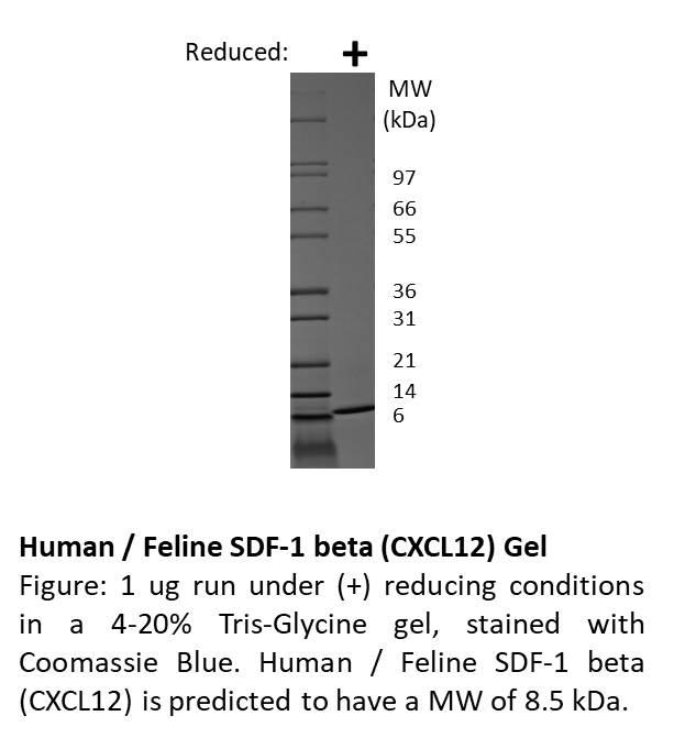 Feline Stromal Cell-Derived Factor-1 beta (CXCL12)