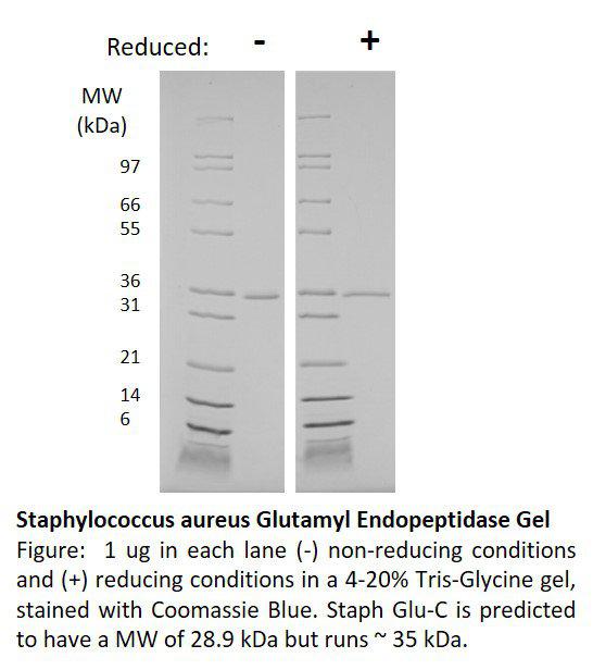 Staphylococcus aureus Glutamyl endopeptidase