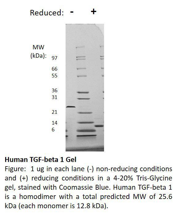 Human Transforming Growth Factor-beta 1