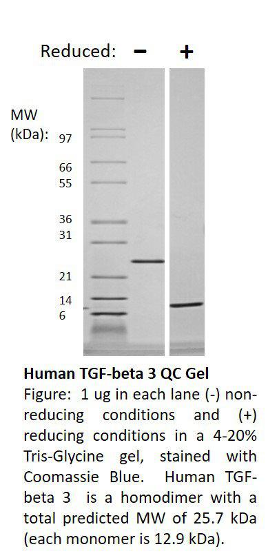 Human Transforming Growth Factor-beta 3 (AF)