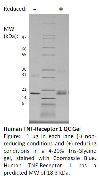 Human Tumor Necrosis Factor Receptor Type 1