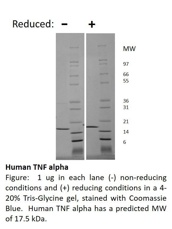 Human Tumor Necrosis Factor-alpha