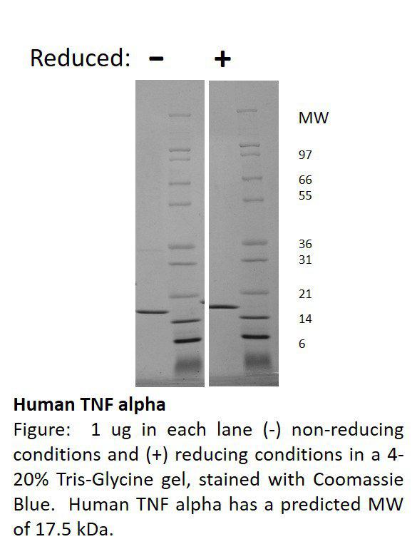 Human Tumor Necrosis Factor-alpha (AF)