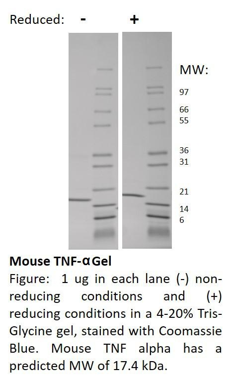 Mouse Tumor Necrosis Factor-alpha