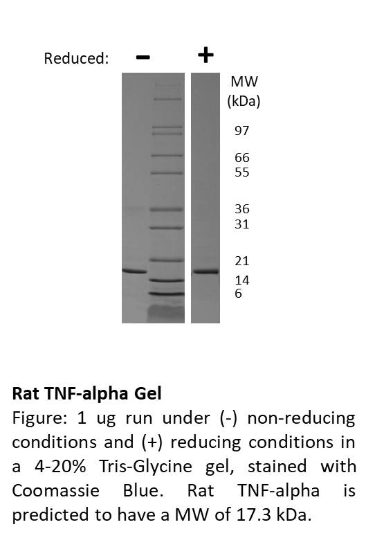 Rat Tumor Necrosis Factor-alpha