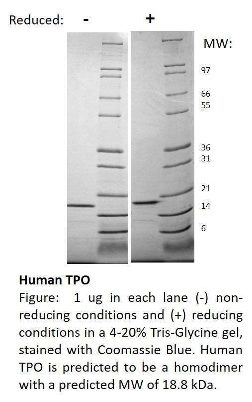 Human Thrombopoietin(Discontinued)