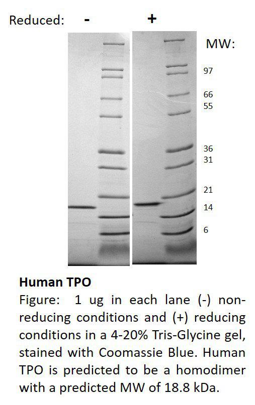 Human Thrombopoietin (AF)(Discontinued)