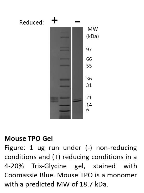 Mouse Thrombopoietin