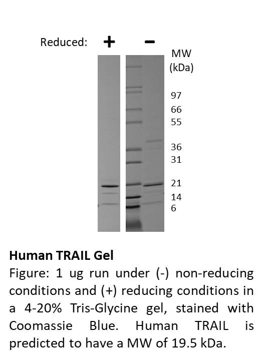 Human TRAIL