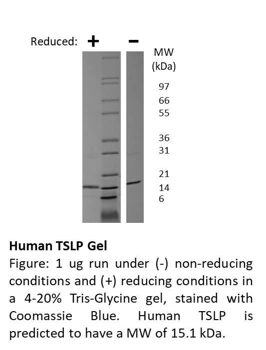 Human Thymic Stromal Lymphopoietin