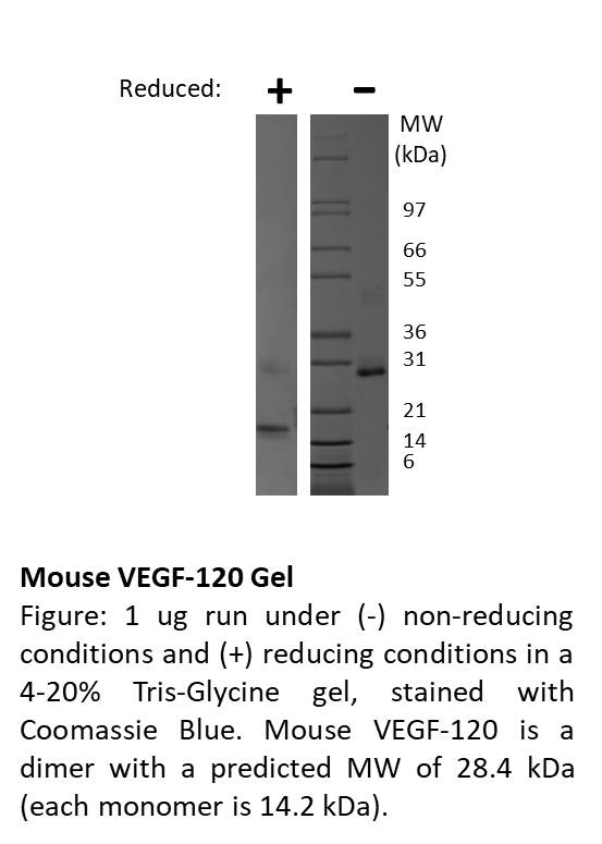 Mouse Vascular Endothelial Growth Factor-120