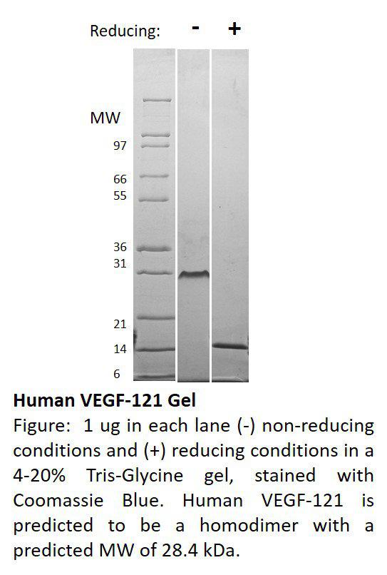 Human Vascular Endothelial Growth Factor-121