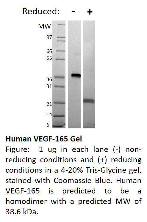 Human Vascular Endothelial Growth Factor-165