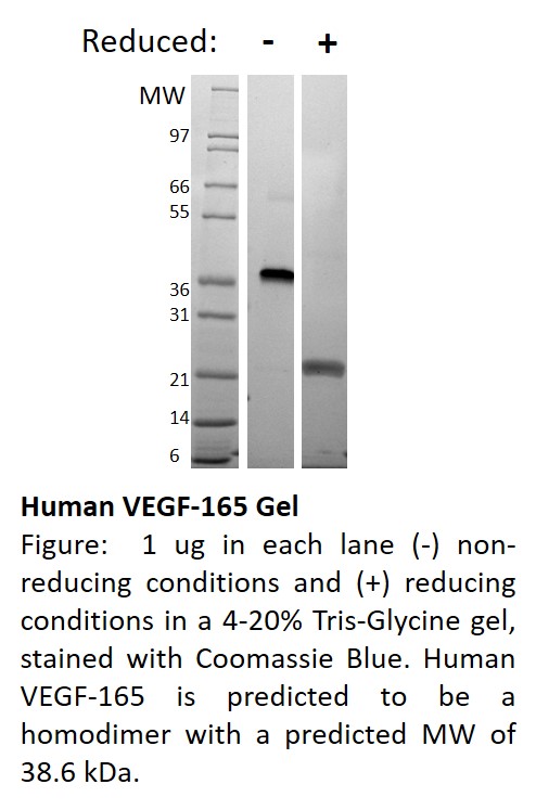 Mouse Vascular Endothelial Growth Factor-165