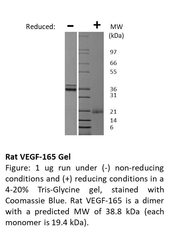 Rat Vascular Endothelial Growth Factor-165