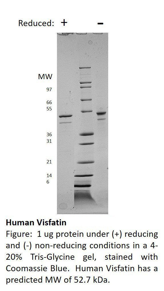 Human Visfatin