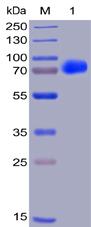 Recombinant human CS1 protein with C-terminal human Fc and 6Ã—His tag