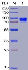 Recombinant human CD123 protein with C-terminal human Fc and 6Ã—His tag