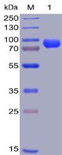 Recombinant human CD38 protein with C-terminal human Fc and 6Ã—His tag