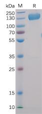 Recombinant human CD22 protein with C-terminal human Fc and 6Ã—His tag