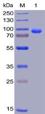 Recombinant human CD138 protein with C-terminal human Fc and 6Ã—His tag