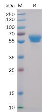 Recombinant human 4-1BB protein with C-terminal mouse Fc and 6Ã—His tag