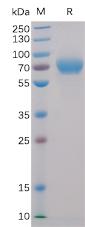 Recombinant human B7-H3 protein with C-terminal mouse Fc and 6Ã—His tag