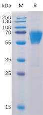 Recombinant human CD27 protein with C-terminal mouse Fc and 6Ã—His tag