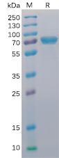 Recombinant human CD40 protein with C-terminal mouse Fc and 6Ã—His tag