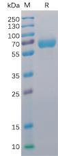 Recombinant human CD48 protein with C-terminal mouse Fc and 6Ã—His