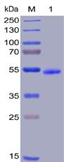 Recombinant human GITR protein with C-terminal human Fc and 6Ã—His tag