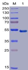 Recombinant human GITR protein with C-terminal mouse Fc and 6Ã—His tag