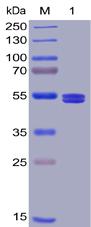 Recombinant human GITR Ligand protein with N-terminal mouse Fc and C-6Ã—His tag