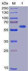 Recombinant human OX40L protein with N-terminal mouse Fc and C-6Ã—His tag