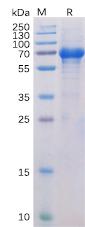 Recombinant human OX40 protein with C-terminal human Fc and 6Ã—His tag